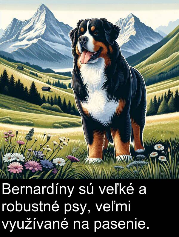 využívané: Bernardíny sú veľké a robustné psy, veľmi využívané na pasenie.