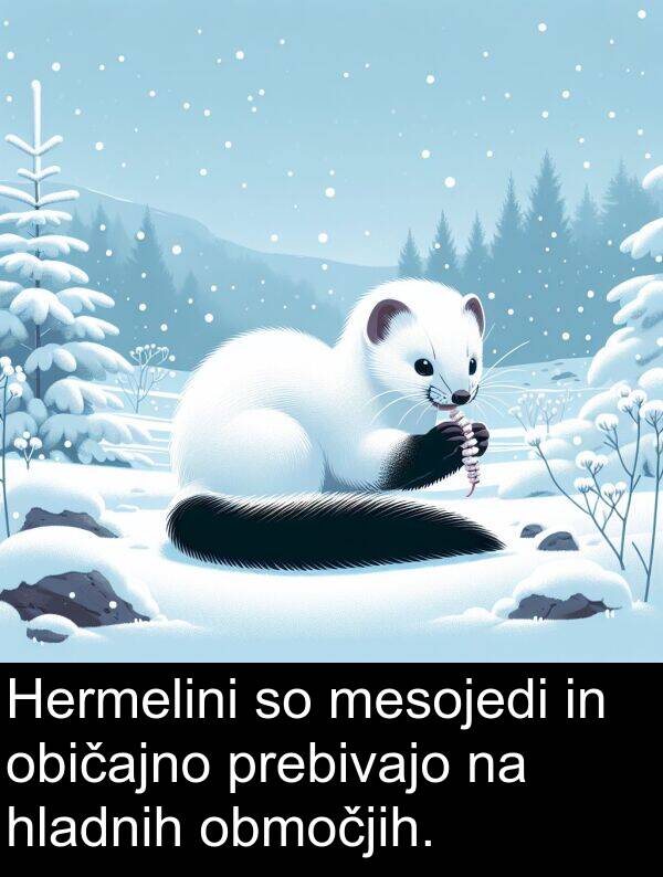 običajno: Hermelini so mesojedi in običajno prebivajo na hladnih območjih.