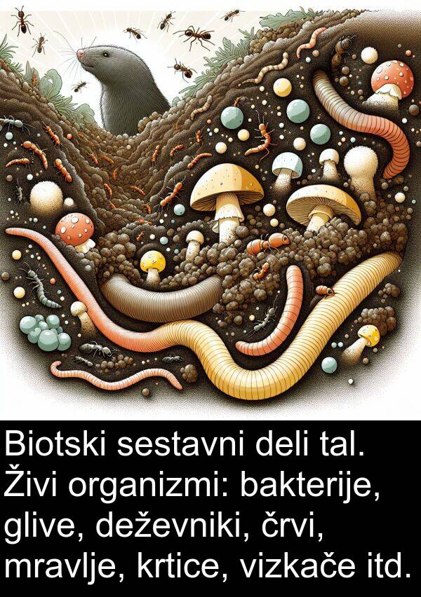 bakterije: Biotski sestavni deli tal. Živi organizmi: bakterije, glive, deževniki, črvi, mravlje, krtice, vizkače itd.