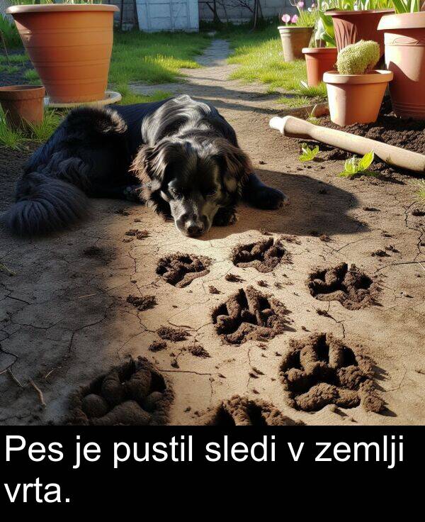 sledi: Pes je pustil sledi v zemlji vrta.