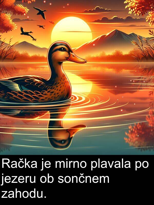 sončnem: Račka je mirno plavala po jezeru ob sončnem zahodu.