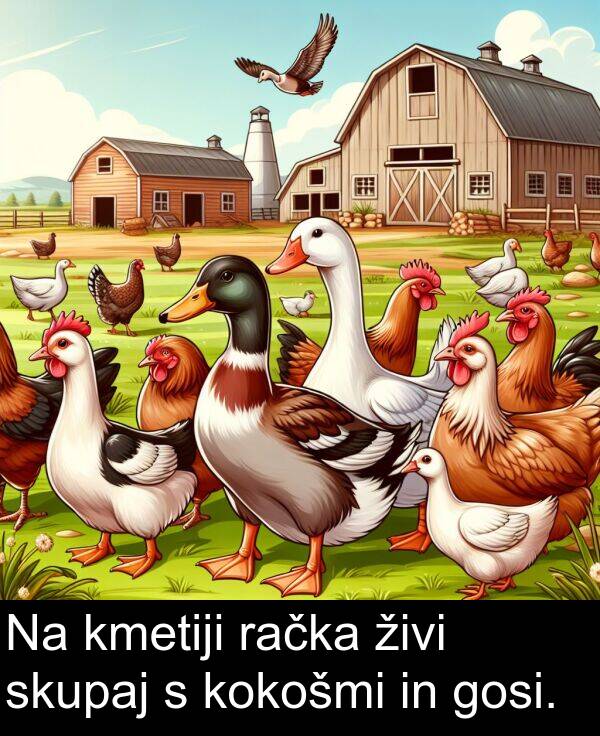 živi: Na kmetiji račka živi skupaj s kokošmi in gosi.