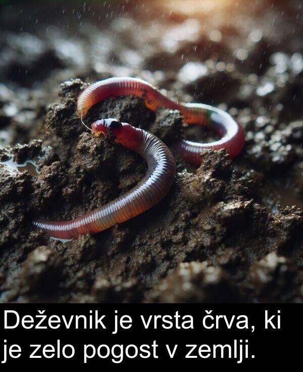 pogost: Deževnik je vrsta črva, ki je zelo pogost v zemlji.