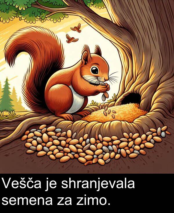 semena: Vešča je shranjevala semena za zimo.