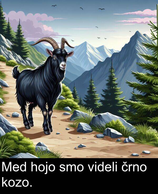 kozo: Med hojo smo videli črno kozo.