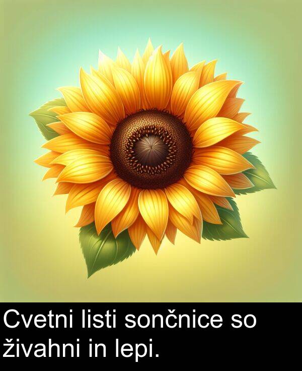 lepi: Cvetni listi sončnice so živahni in lepi.