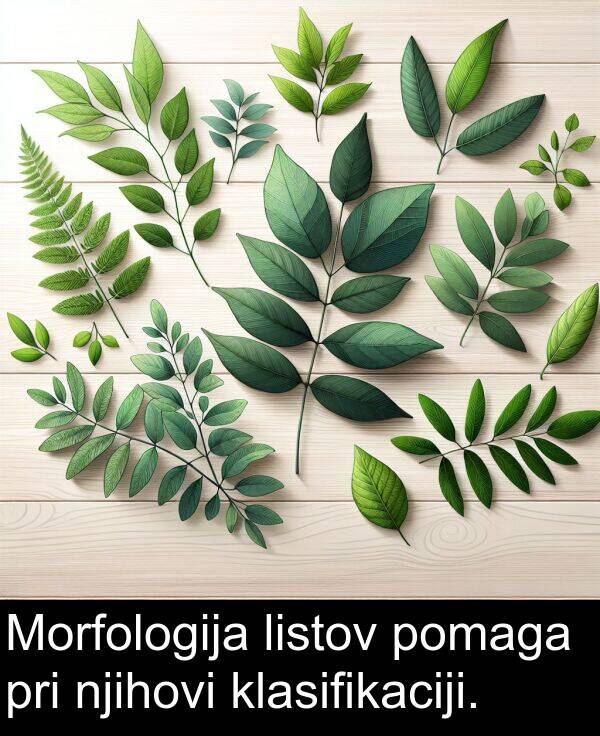 klasifikaciji: Morfologija listov pomaga pri njihovi klasifikaciji.
