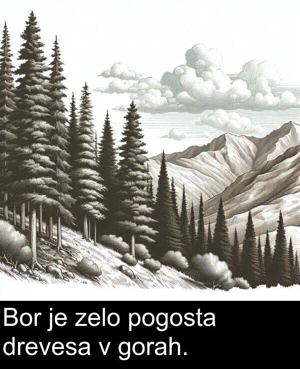 pogosta: Bor je zelo pogosta drevesa v gorah.