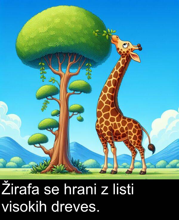 hrani: Žirafa se hrani z listi visokih dreves.