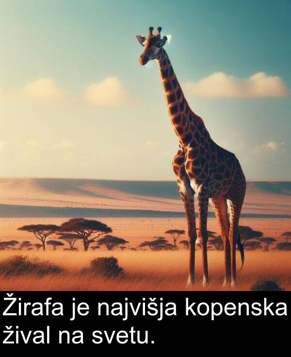 žival: Žirafa je najvišja kopenska žival na svetu.