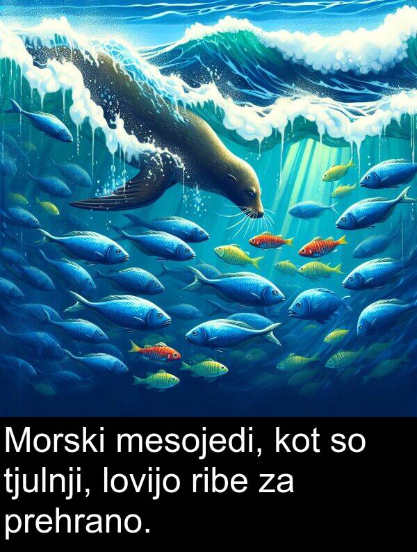 mesojedi: Morski mesojedi, kot so tjulnji, lovijo ribe za prehrano.