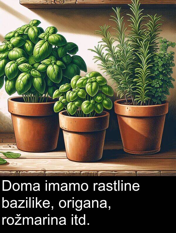 bazilike: Doma imamo rastline bazilike, origana, rožmarina itd.
