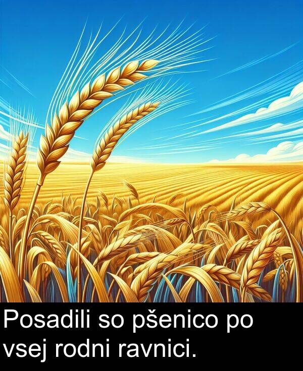 ravnici: Posadili so pšenico po vsej rodni ravnici.