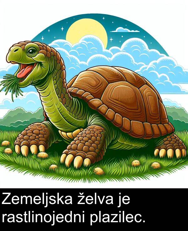 želva: Zemeljska želva je rastlinojedni plazilec.