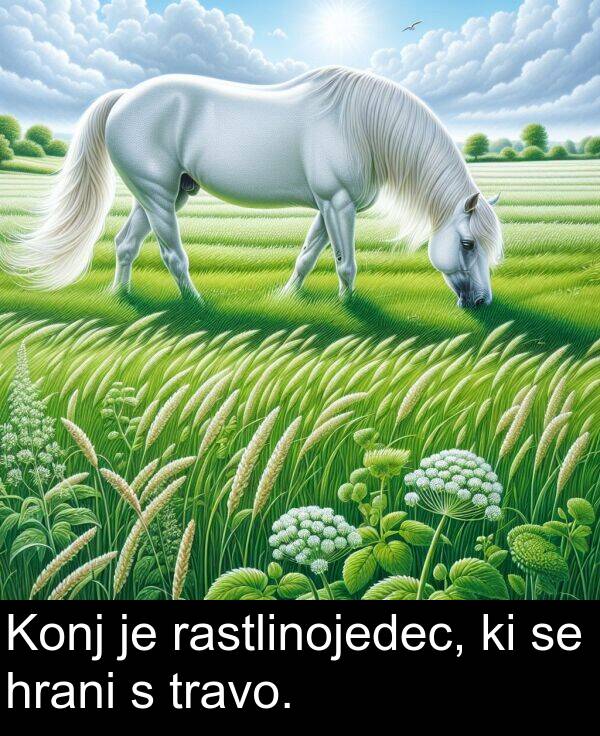 rastlinojedec: Konj je rastlinojedec, ki se hrani s travo.