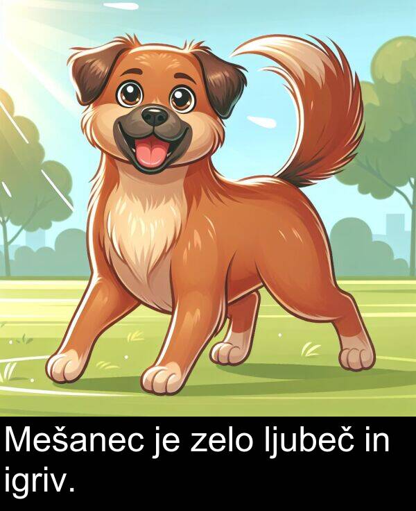 zelo: Mešanec je zelo ljubeč in igriv.
