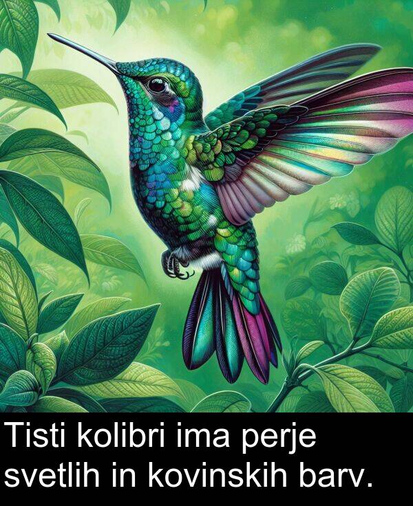 barv: Tisti kolibri ima perje svetlih in kovinskih barv.