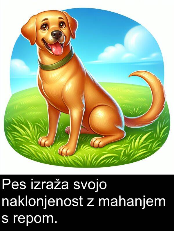 mahanjem: Pes izraža svojo naklonjenost z mahanjem s repom.