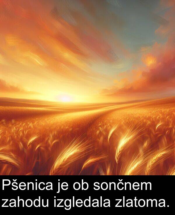 sončnem: Pšenica je ob sončnem zahodu izgledala zlatoma.
