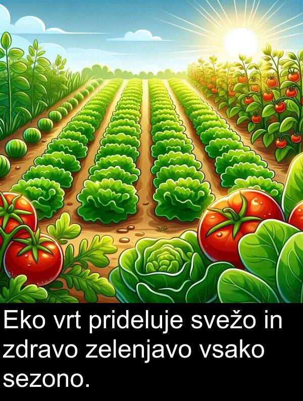 svežo: Eko vrt prideluje svežo in zdravo zelenjavo vsako sezono.