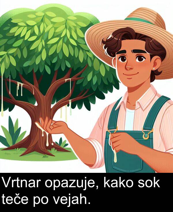 kako: Vrtnar opazuje, kako sok teče po vejah.