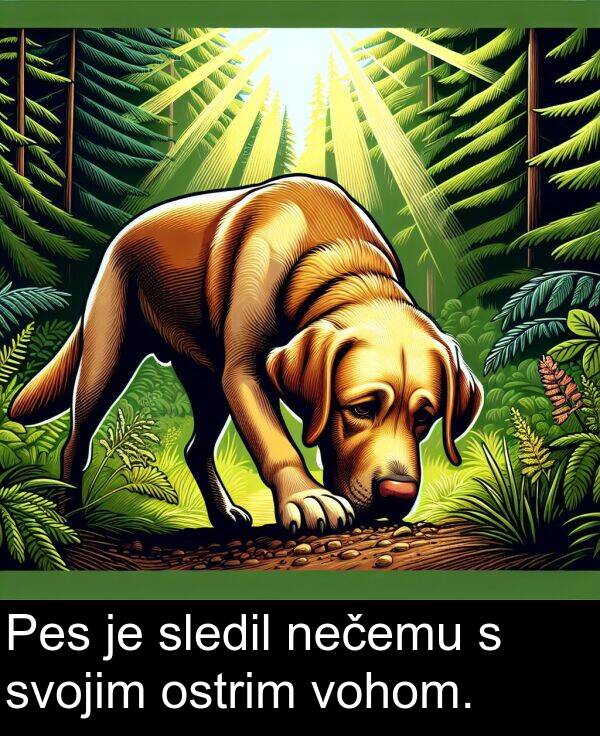 ostrim: Pes je sledil nečemu s svojim ostrim vohom.