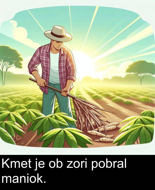 maniok: Kmet je ob zori pobral maniok.