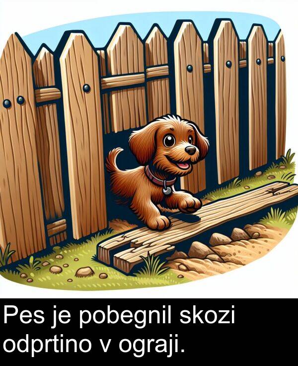 ograji: Pes je pobegnil skozi odprtino v ograji.