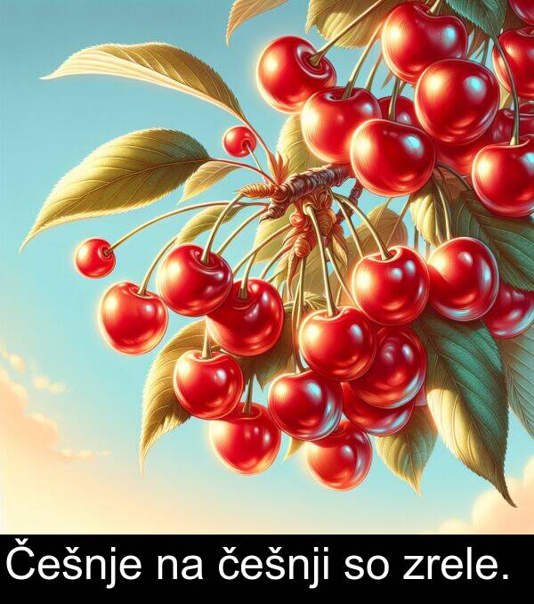 češnji: Češnje na češnji so zrele.
