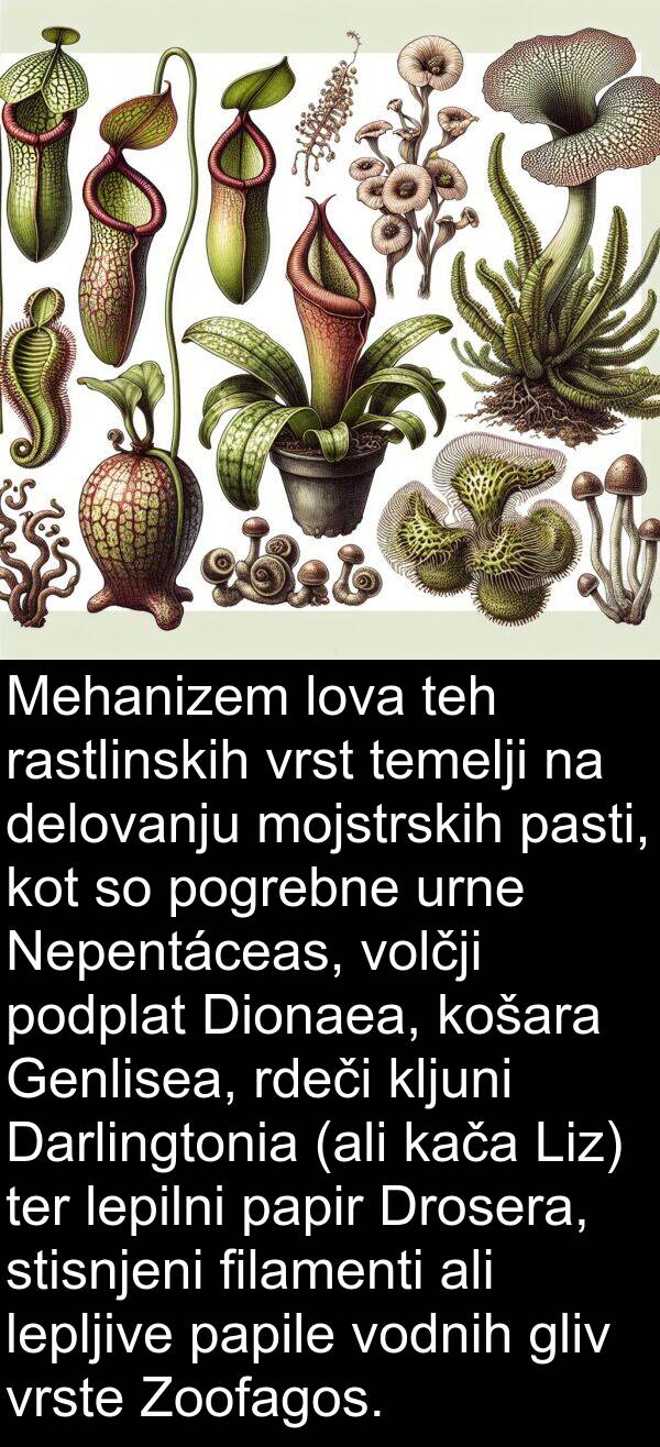 papir: Mehanizem lova teh rastlinskih vrst temelji na delovanju mojstrskih pasti, kot so pogrebne urne Nepentáceas, volčji podplat Dionaea, košara Genlisea, rdeči kljuni Darlingtonia (ali kača Liz) ter lepilni papir Drosera, stisnjeni filamenti ali lepljive papile vodnih gliv vrste Zoofagos.