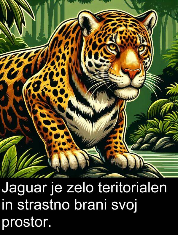 strastno: Jaguar je zelo teritorialen in strastno brani svoj prostor.
