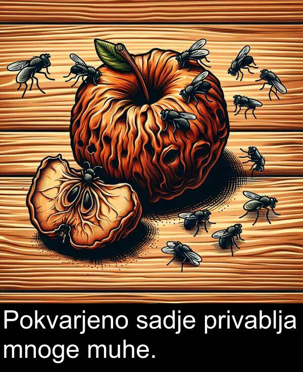 sadje: Pokvarjeno sadje privablja mnoge muhe.