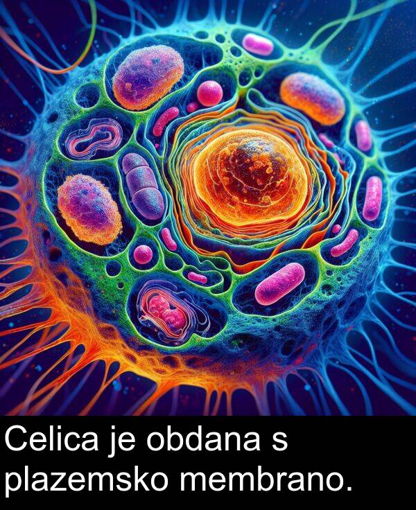 obdana: Celica je obdana s plazemsko membrano.