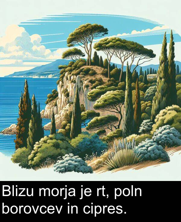 cipres: Blizu morja je rt, poln borovcev in cipres.
