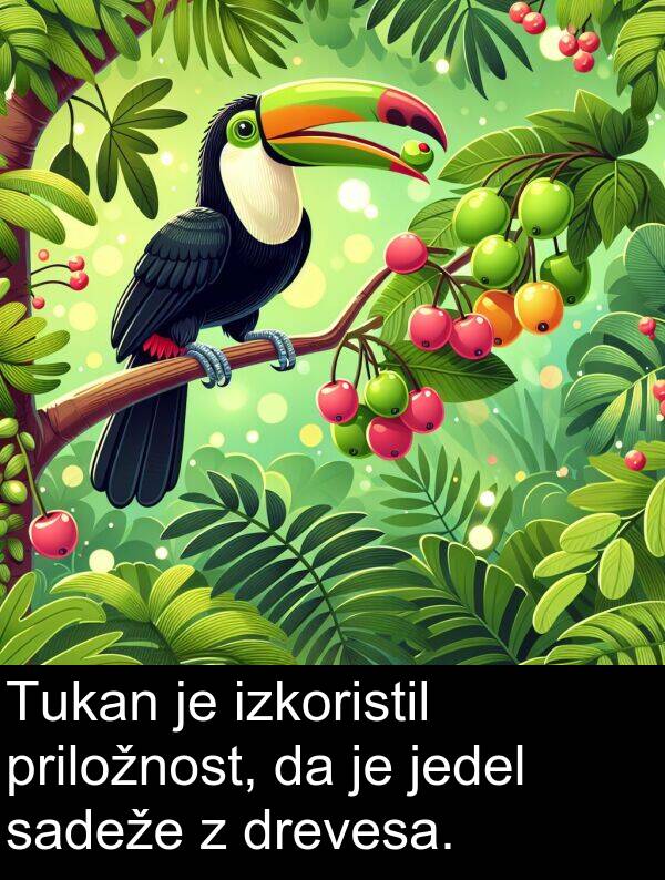 priložnost: Tukan je izkoristil priložnost, da je jedel sadeže z drevesa.