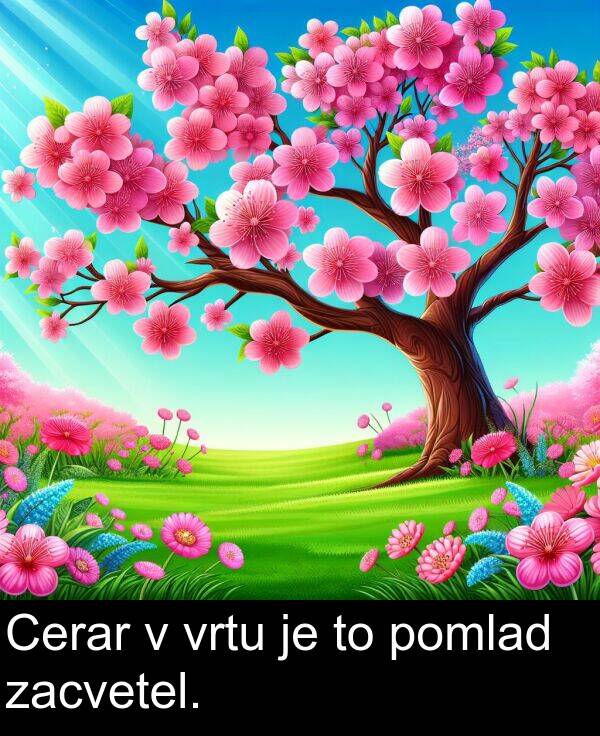 zacvetel: Cerar v vrtu je to pomlad zacvetel.
