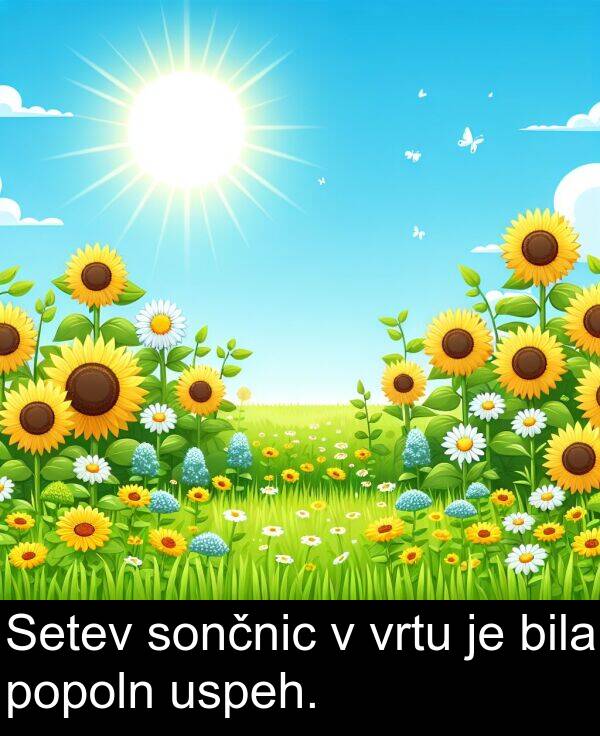 sončnic: Setev sončnic v vrtu je bila popoln uspeh.