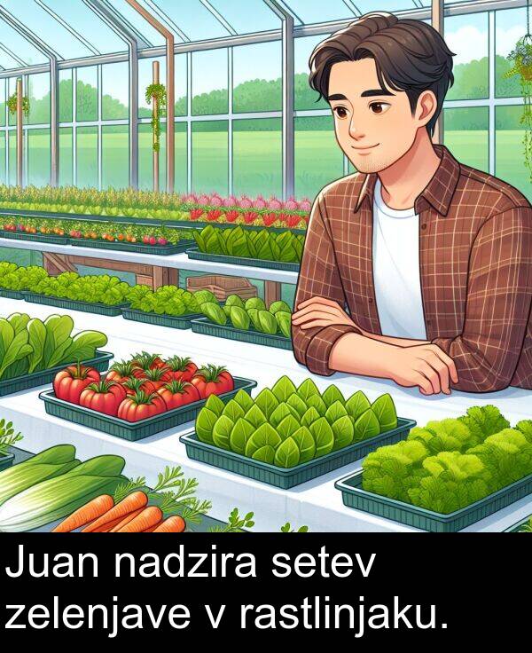 rastlinjaku: Juan nadzira setev zelenjave v rastlinjaku.