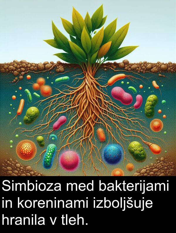 bakterijami: Simbioza med bakterijami in koreninami izboljšuje hranila v tleh.
