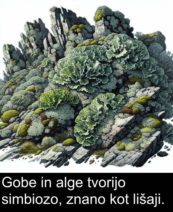 simbiozo: Gobe in alge tvorijo simbiozo, znano kot lišaji.