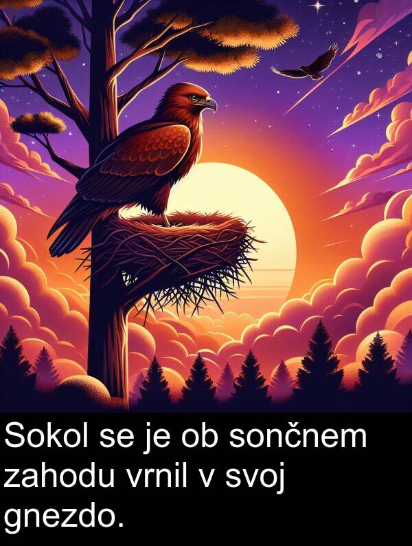 sončnem: Sokol se je ob sončnem zahodu vrnil v svoj gnezdo.