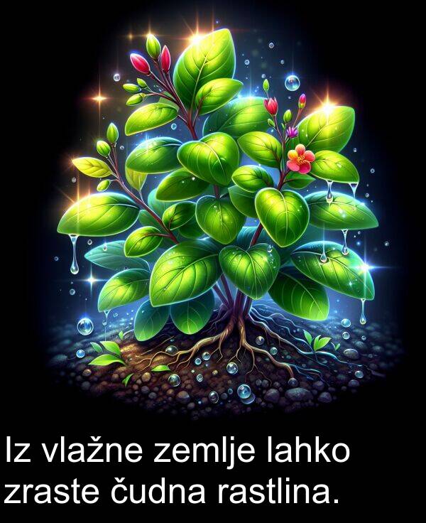 lahko: Iz vlažne zemlje lahko zraste čudna rastlina.