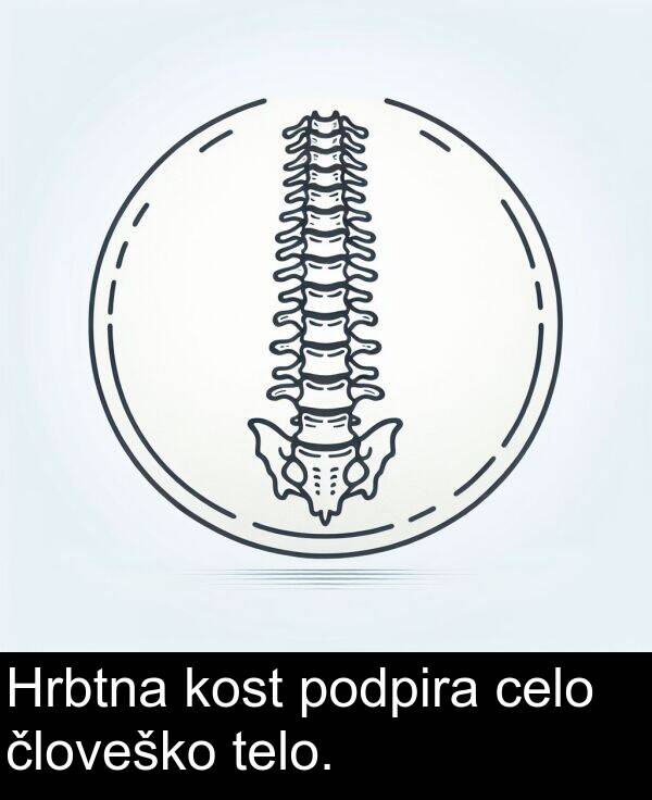 celo: Hrbtna kost podpira celo človeško telo.