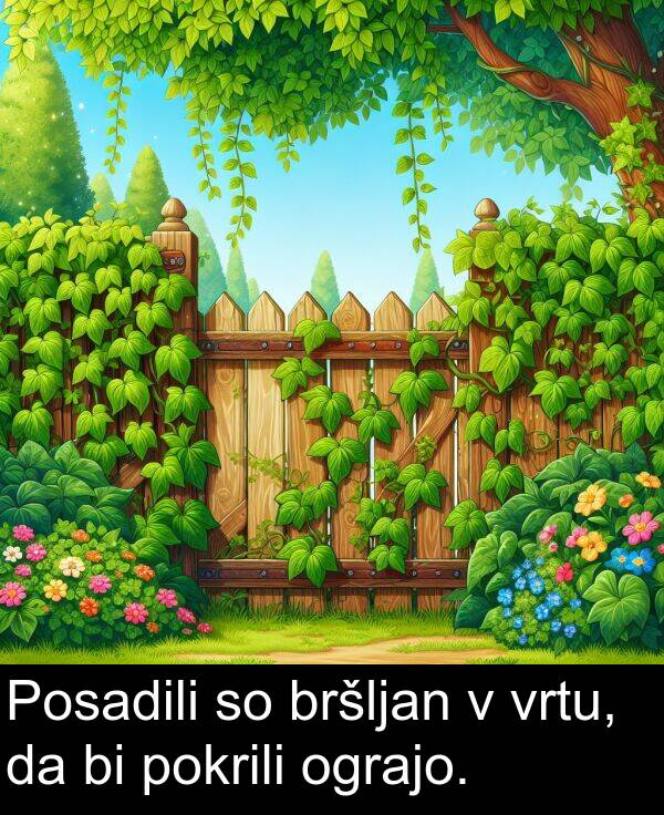 bršljan: Posadili so bršljan v vrtu, da bi pokrili ograjo.