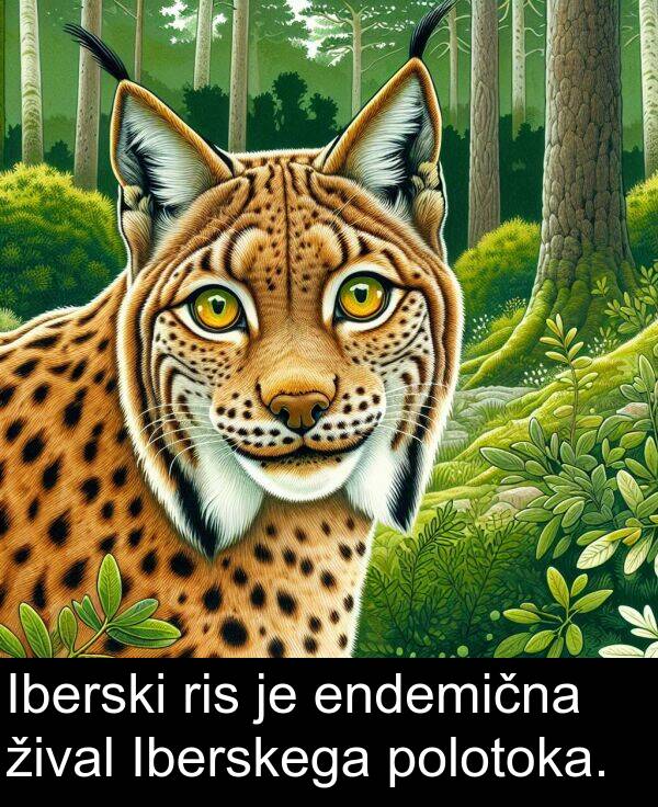 žival: Iberski ris je endemična žival Iberskega polotoka.