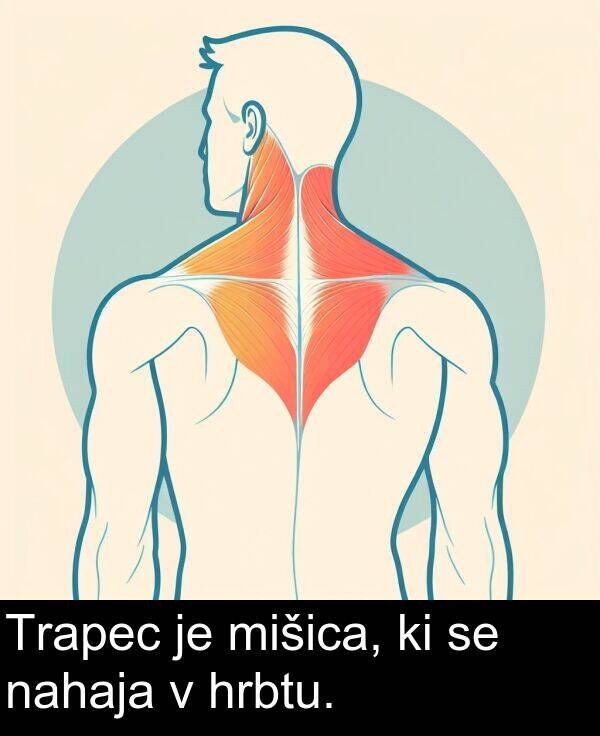 nahaja: Trapec je mišica, ki se nahaja v hrbtu.