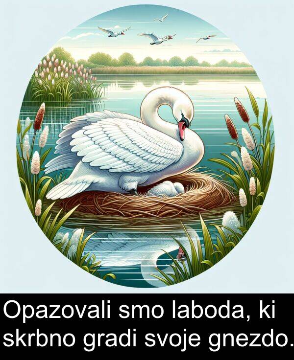 laboda: Opazovali smo laboda, ki skrbno gradi svoje gnezdo.