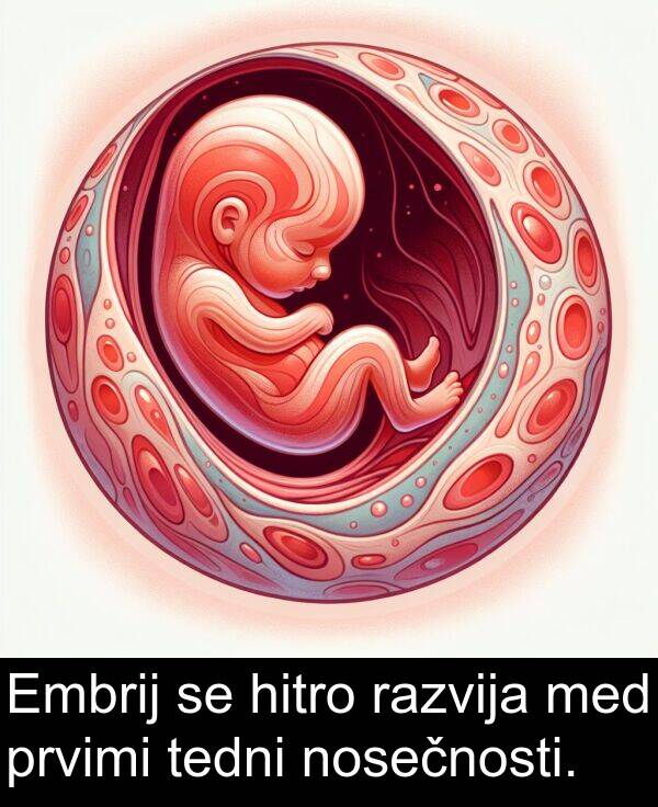 nosečnosti: Embrij se hitro razvija med prvimi tedni nosečnosti.