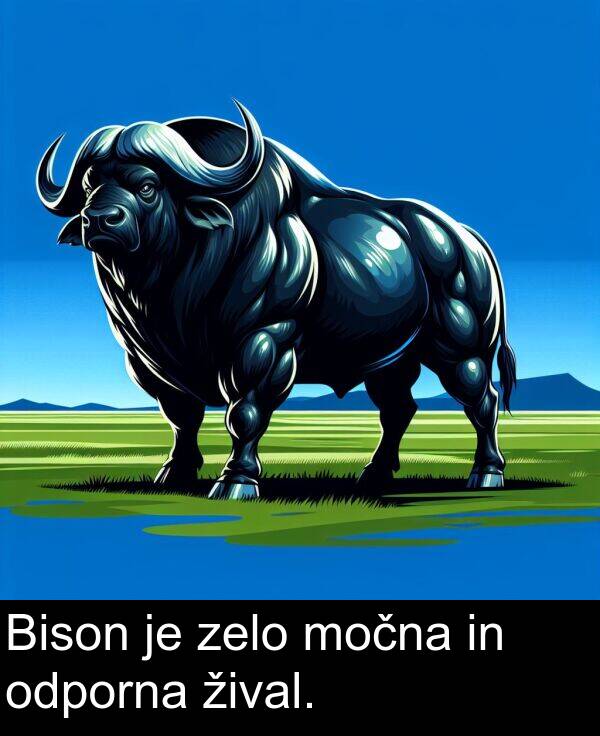 žival: Bison je zelo močna in odporna žival.