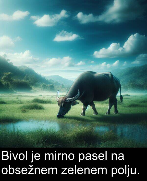 pasel: Bivol je mirno pasel na obsežnem zelenem polju.